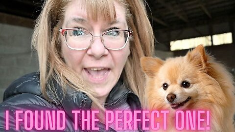 I Found The Perfect Puppy!