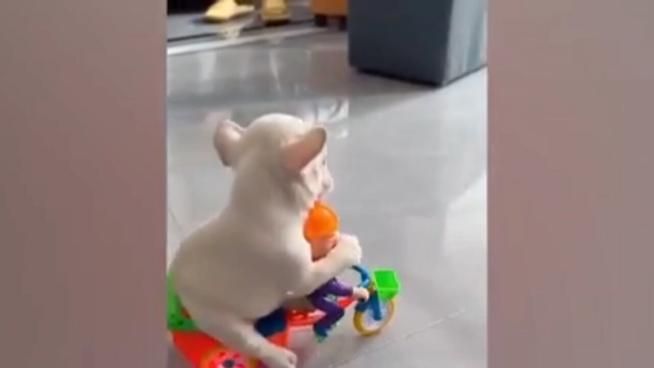 Funny video dog #litte #puppy #small #cute #moment #best #baby