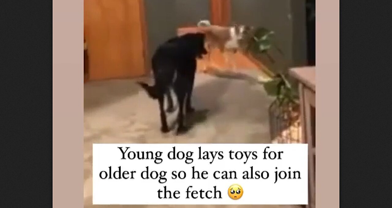 Young dog lays toys for older dog so he can also join the game of fetch