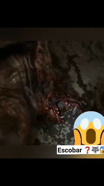 Werewolf? DNA Experiences? Reality is more frightening than fiction!