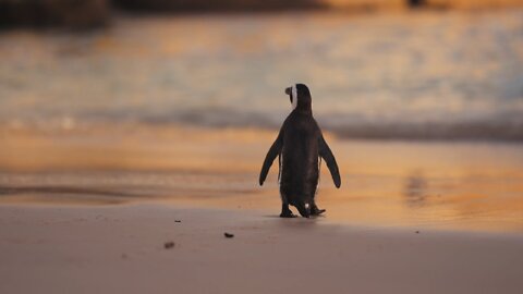 Penguin walk🐧