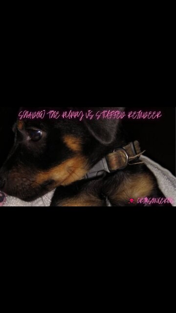 SHADOW THE PUPPY VS. STUFFED REINDEER