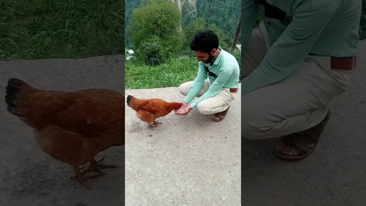 Hen Feeding #shorts #shortsvideo #like #subscribe #viral #ytshort #share #shortsfeed #viralshorts