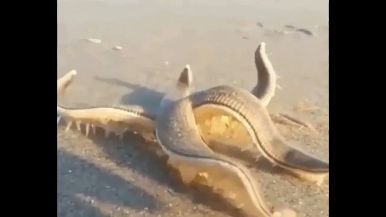 Starfish