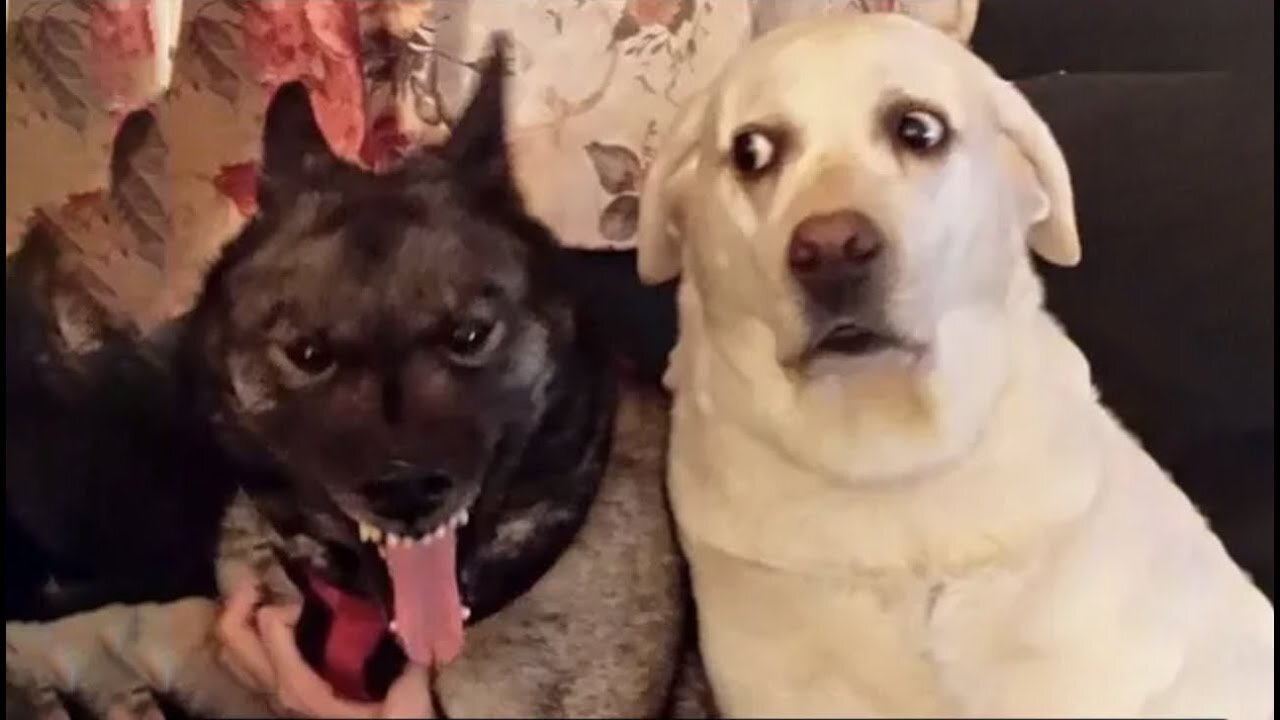 Funniest Animals 😄 New Funny Cats and Dogs Videos 😹🐶 Part :- 67