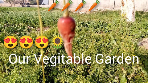 Vegitable Garden