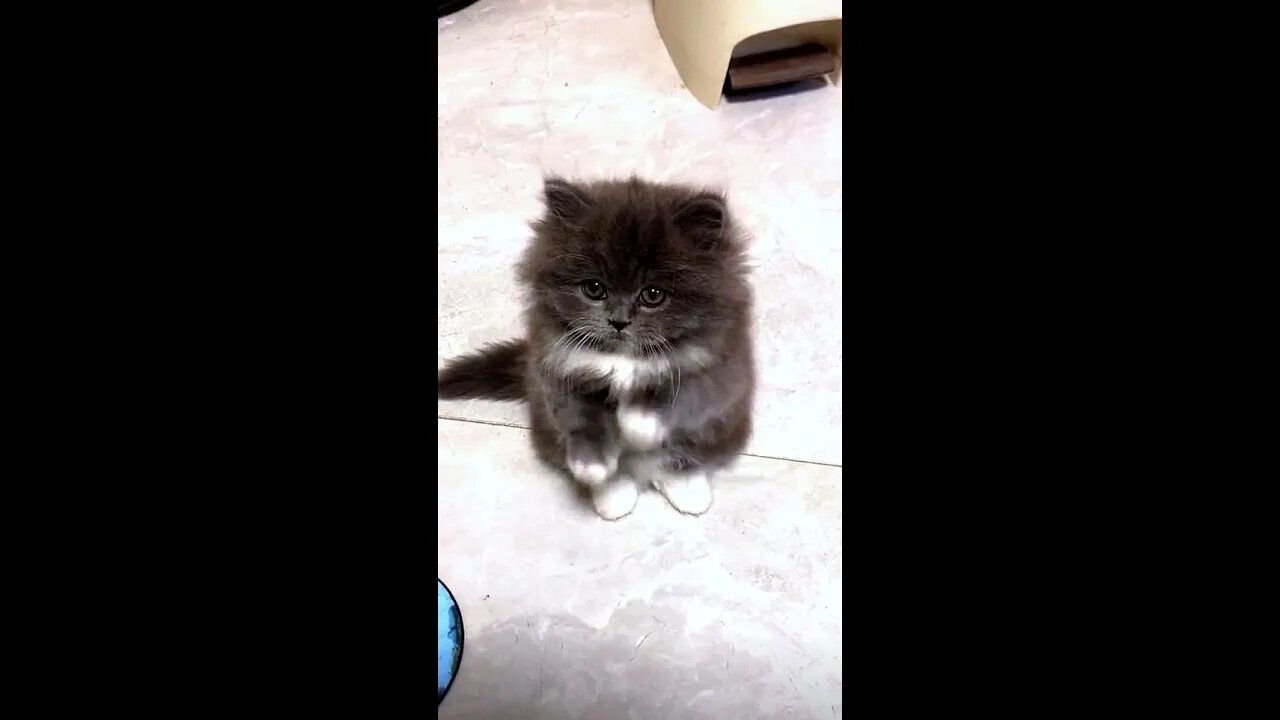 He's gonna pretend to be a poor kitten