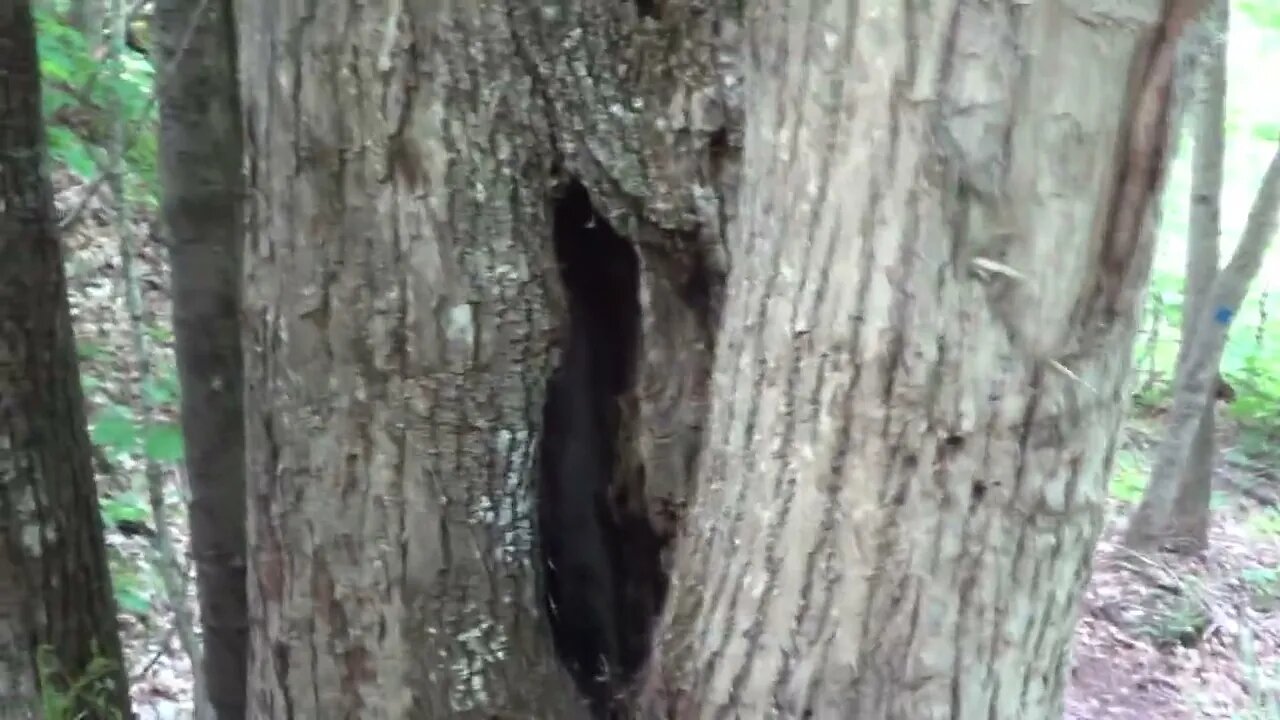 Hike Up To Swede Mountain Fire Tower with Tree Structures Part 2