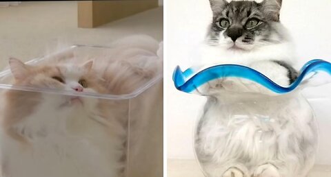 Liquid Cats 😂😂😂