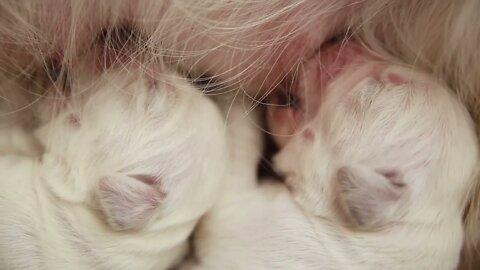 Newborn Golden Retriever puppies suck breast milk