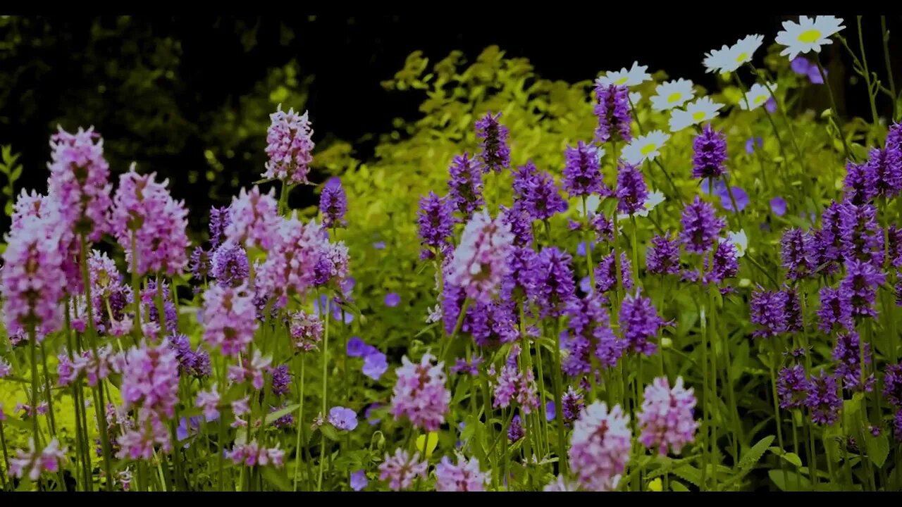 Bird Sounds and Flowers