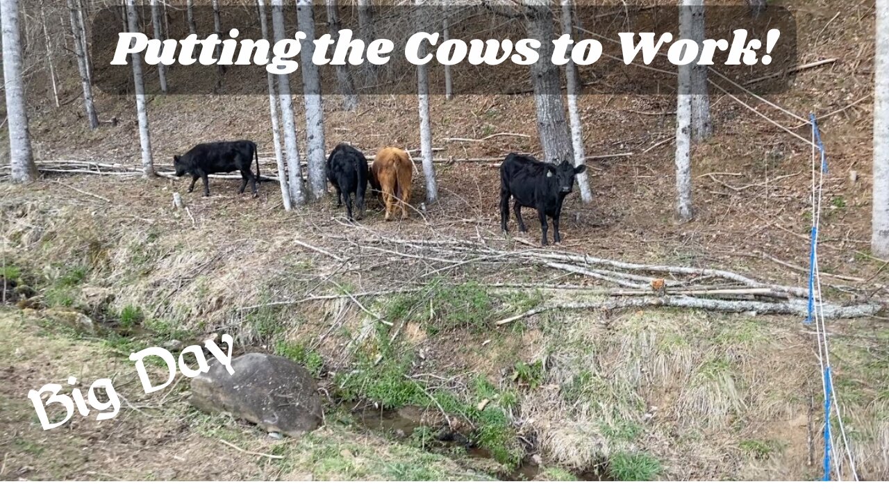 Using Our Cows to Help Create Silvopasture