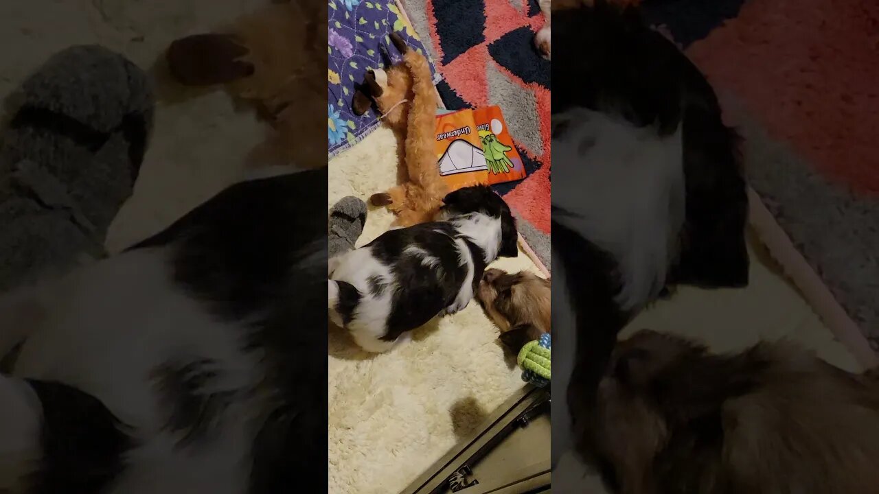 P & Q - 5 and almost 5 wks old