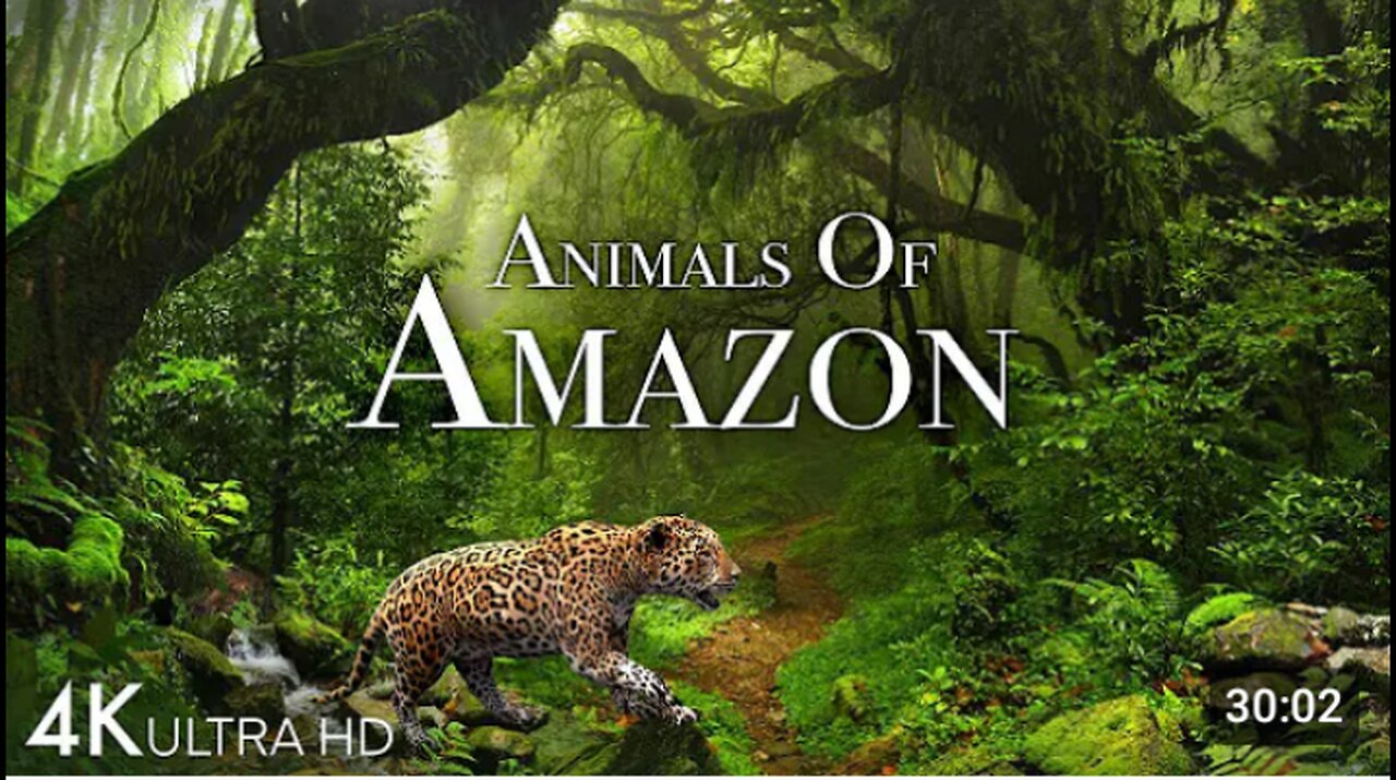 Animal of Amazon Best collection Video