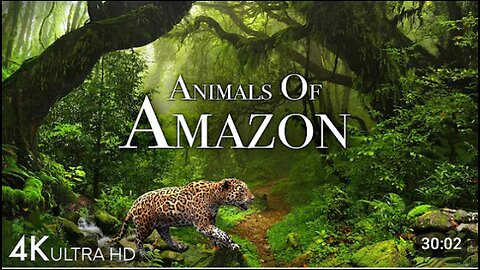 Animal of Amazon Best collection Video