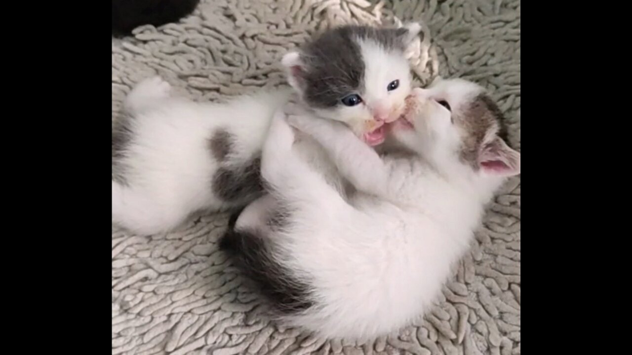 Cats play with each other The cat kisses the cat