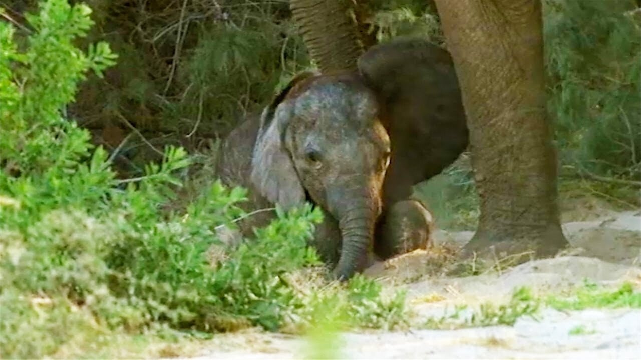 Baby Elephant's Struggle to Survive (Part 4) - Elephant Nomads of the Namib Desert - BBC Earth