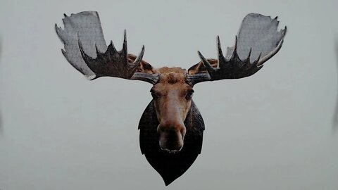 I Am Moose Jigsaw Puzzle Time Lapse