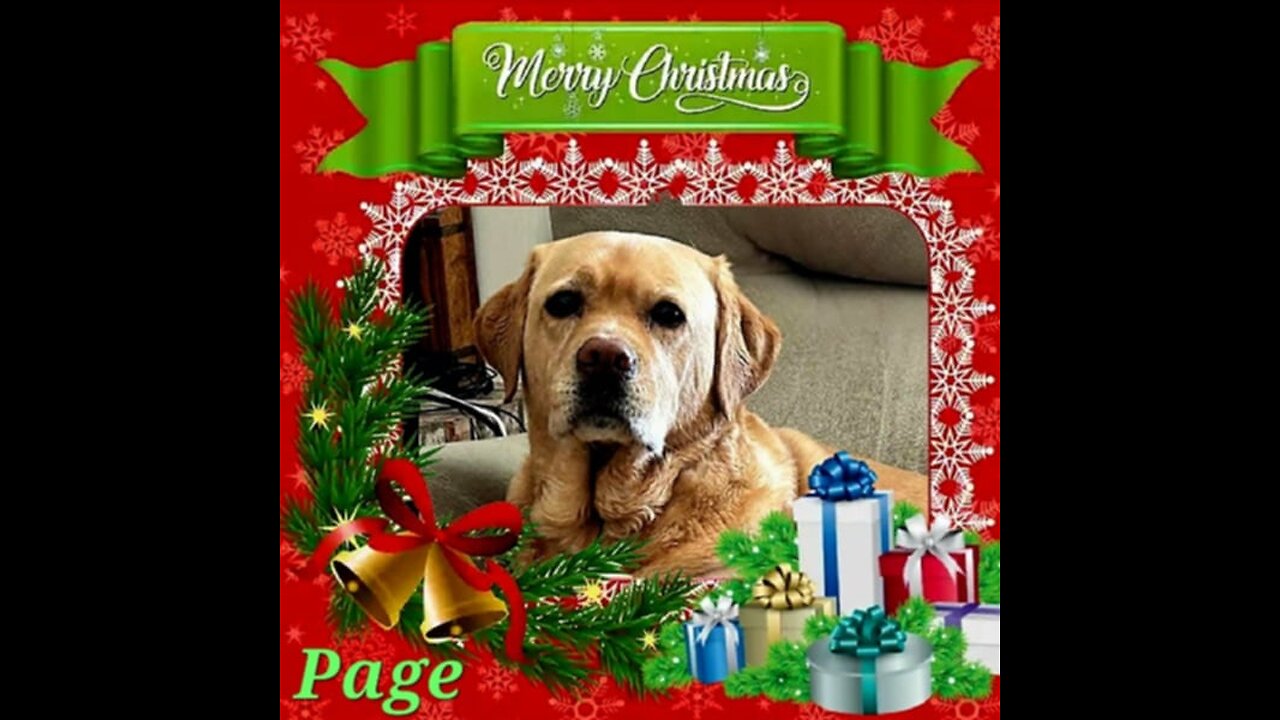 Woofs & Wags: Graphics for Furry Friends - Christmas 2024