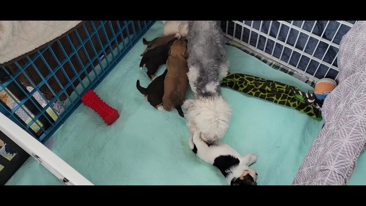 O Litter - 3 weeks 5 days (1)