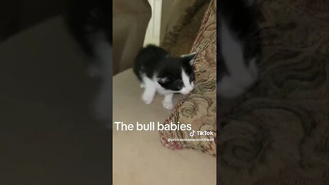 Rescue kittens Bull babies