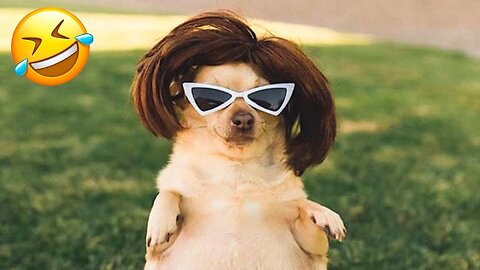 Funny Dogs And Cats Videos 😅👌 - Best Animal Videos Of The Month