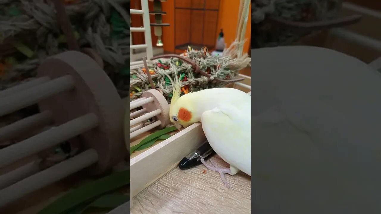 Cockatiel 4k video #asmr #pets #4k #shorts #subscribe #viral #relaxing