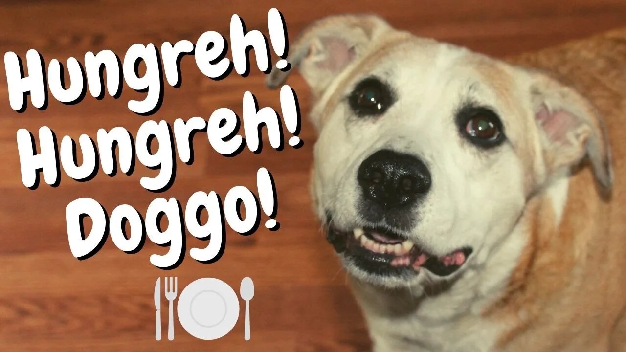 #shorts Hangry Dog Barking Loudly For More Food