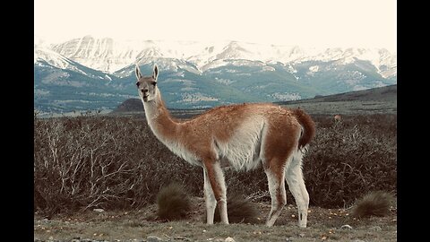 5 Fun Facts About The Guanaco