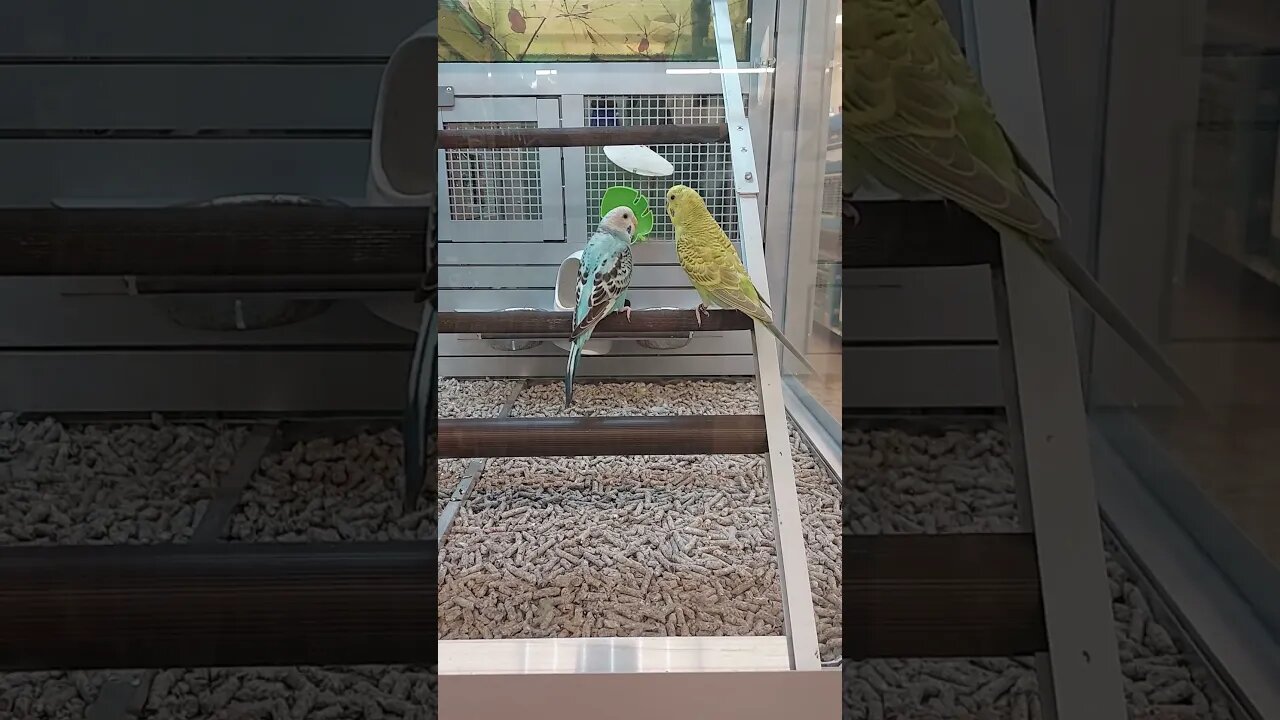 Lovebirds