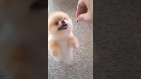 Angry Funny Dog of TikTok 😮 #shorts