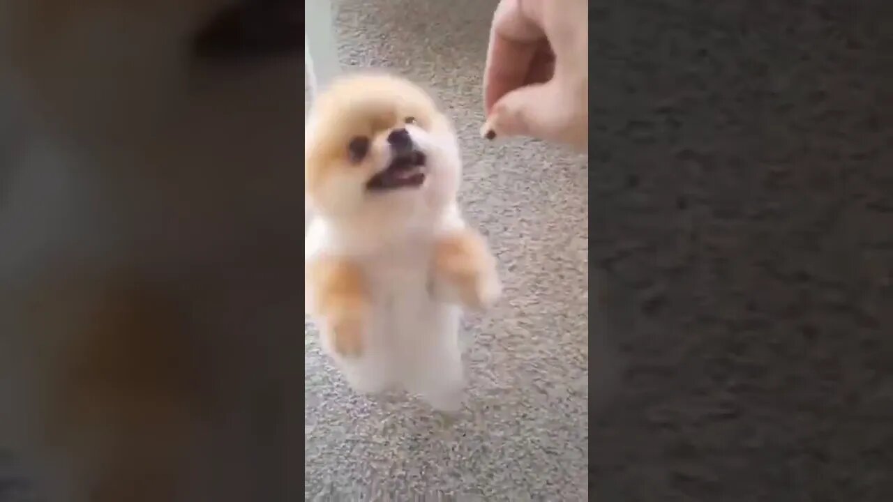 Angry Funny Dog of TikTok 😮 #shorts