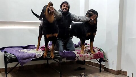 Two adult Rottweiler fight, you would never have seen.|| Mr.Bolt & Nut