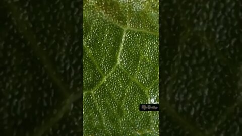 Leaf 🍀 zoom out Microscope Amazing object like too much larger than actual size #shorts