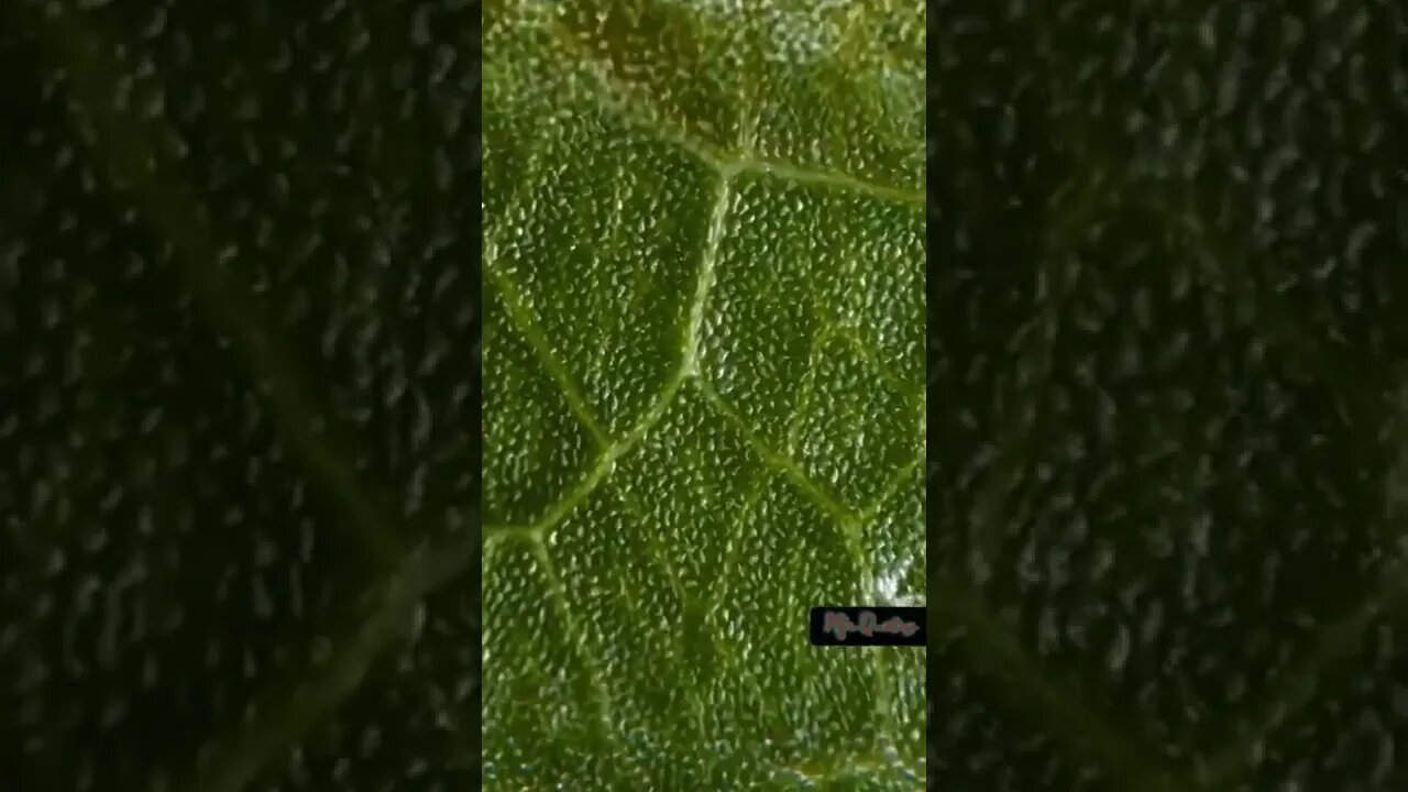 Leaf 🍀 zoom out Microscope Amazing object like too much larger than actual size #shorts