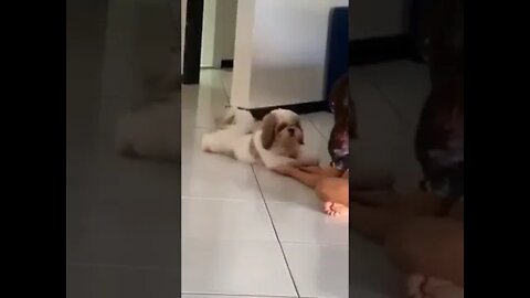 DOGGIE