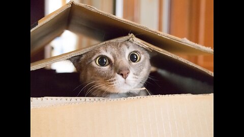 How to traing home cats #cats #cat