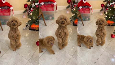 Adorable Puppy Dancing to the Beat: Fur-ocious Fun!
