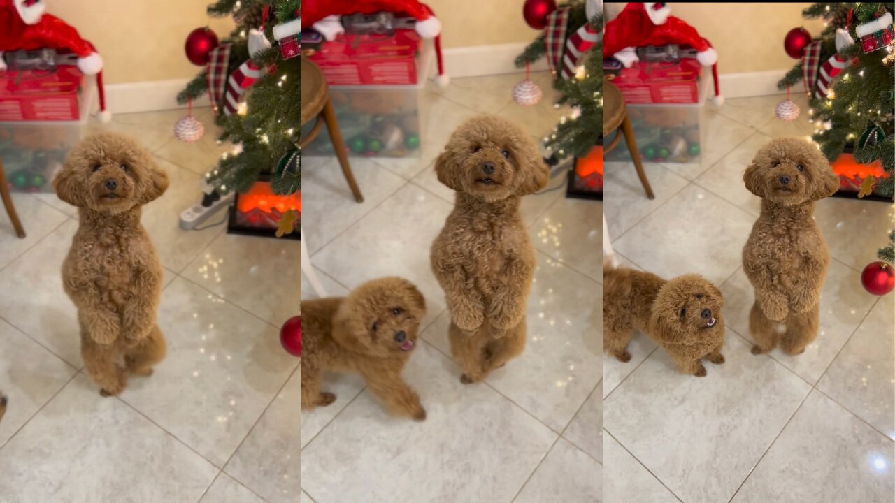 Adorable Puppy Dancing to the Beat: Fur-ocious Fun!