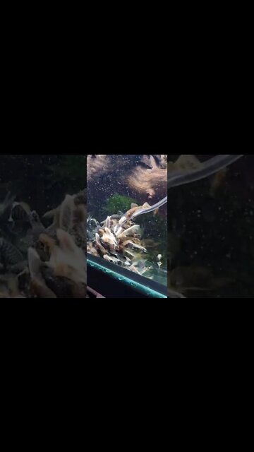 Bristlenose Catfish fry eating button mushroom 🍄 - Subscribe for more Videos 😃