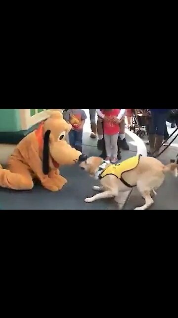 Service Dog Is Incredibly Happy To Meet Pluto At Disneyland