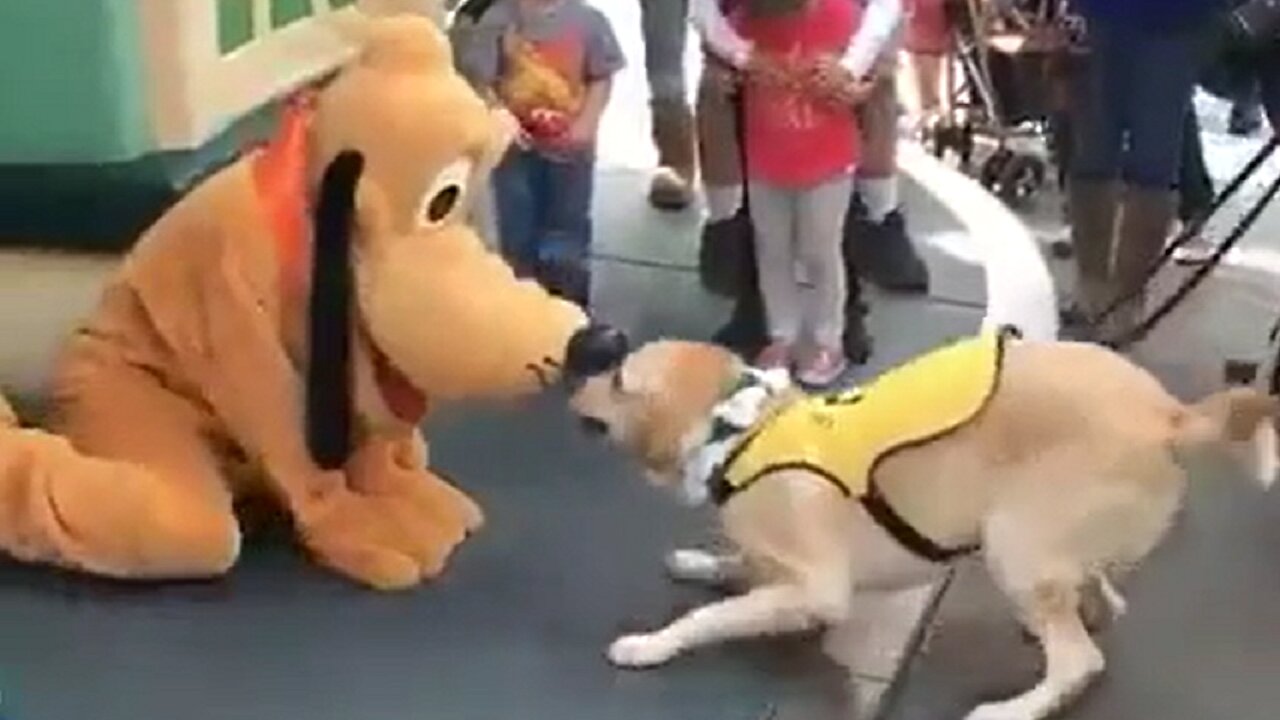 Service Dog Is Incredibly Happy To Meet Pluto At Disneyland