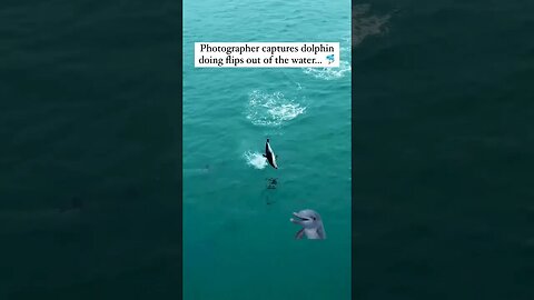 This Dolphin Is Flipping Out! Literally! 🐬🤣 #MsMastaFoXX #Dolphin #Funny #Comedy