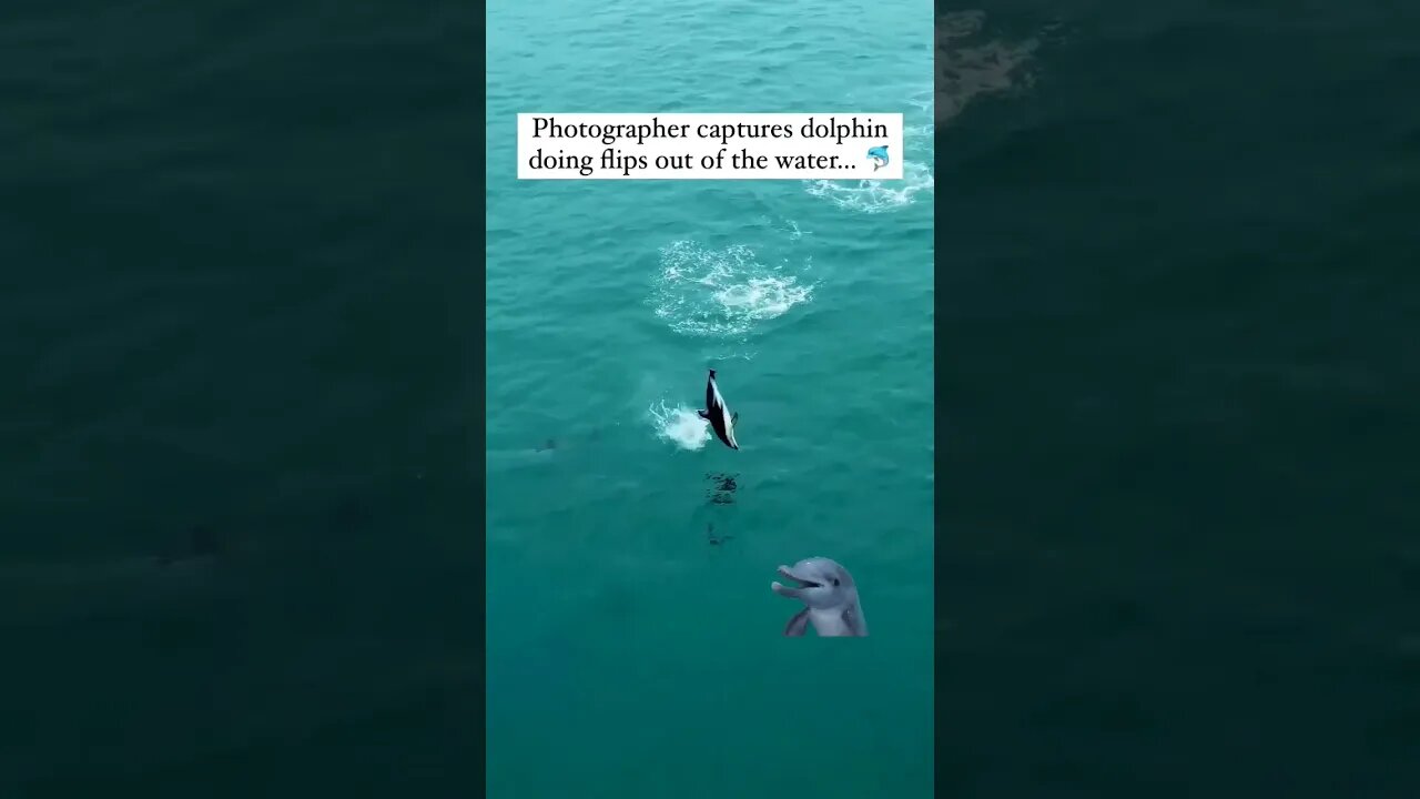 This Dolphin Is Flipping Out! Literally! 🐬🤣 #MsMastaFoXX #Dolphin #Funny #Comedy