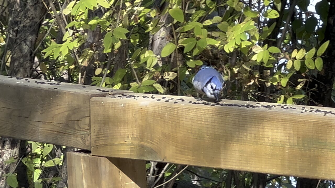 Blue Jay aka black seed vacuum cleaner