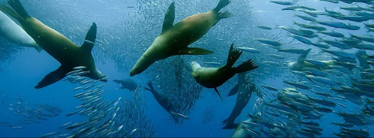 Sardine Feeding Frenzy with Sharks, Penguins