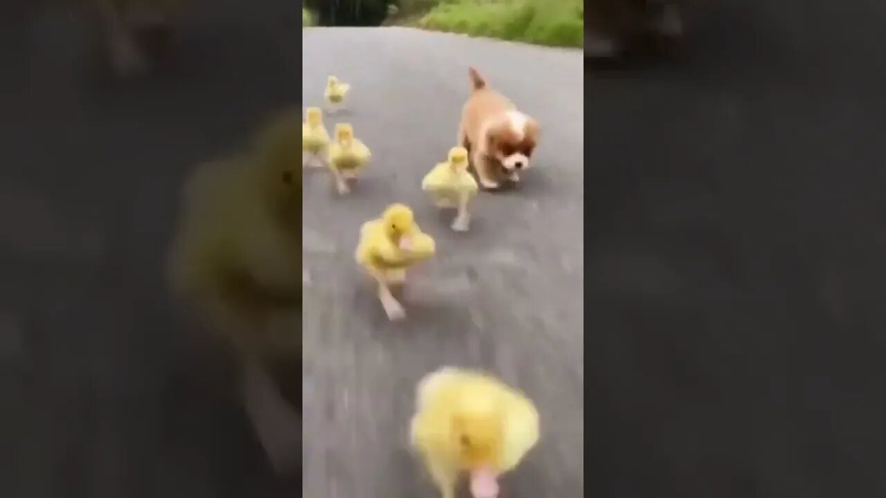 🐕 Puppy Walking with His Duckling Friends🦆#shorts