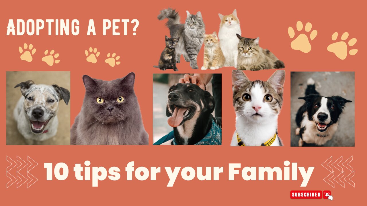 10 Tips For Adopting A Pet 🐾 Finding Forever Homes: Adopting a Furry Friend! Spayed or Neutered 🏡🐶🐱