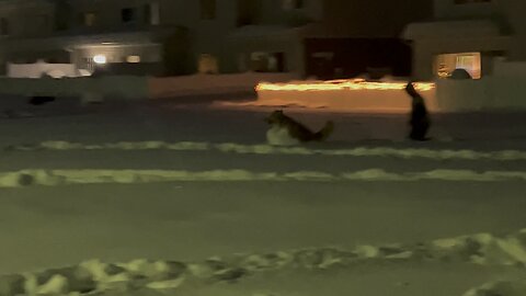 Miska the dog bounding thru the snow