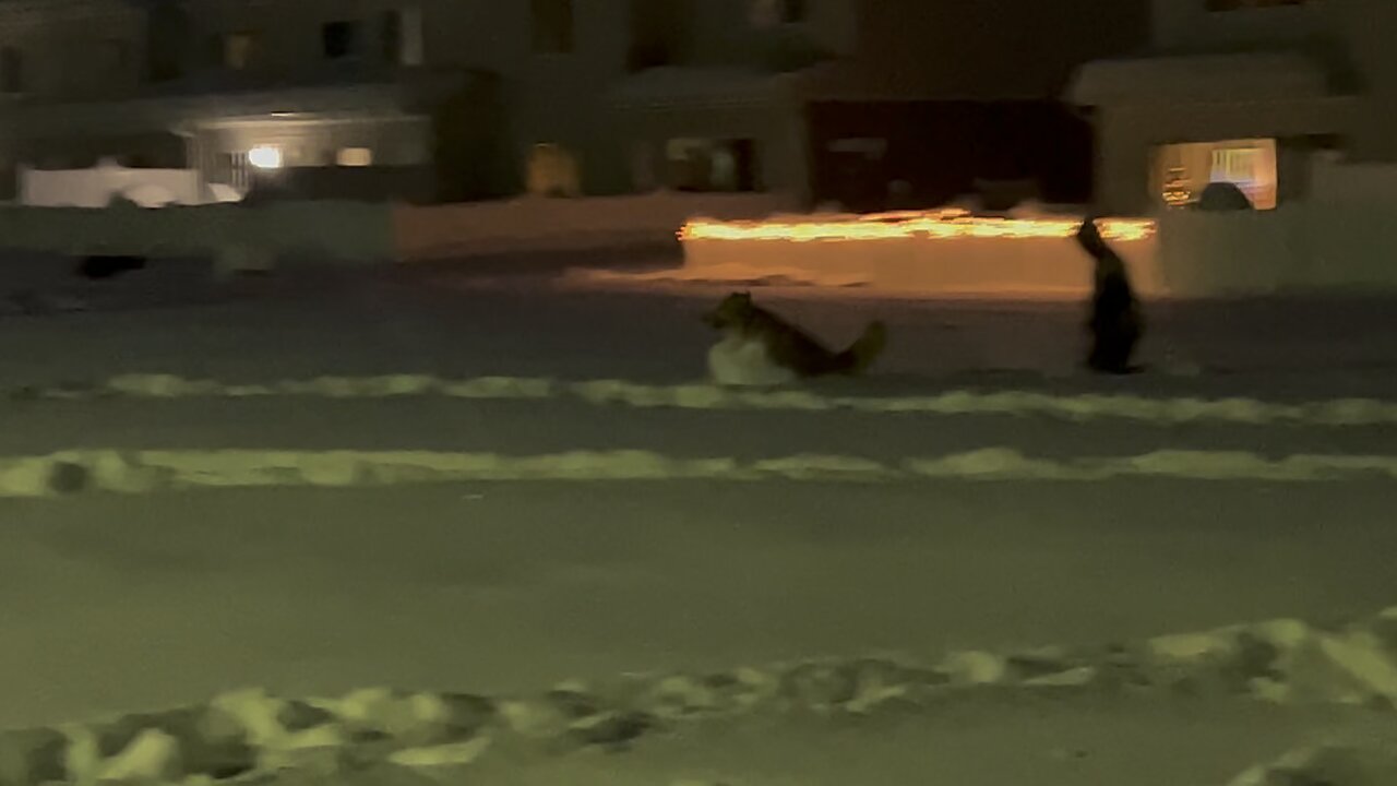 Miska the dog bounding thru the snow